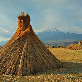 Арарат