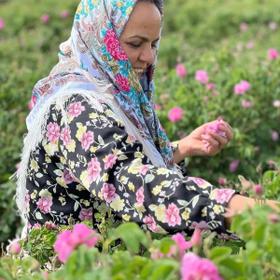 Сбор роз в Иране