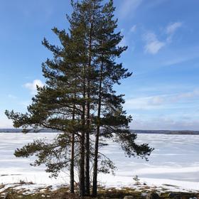 Карелия