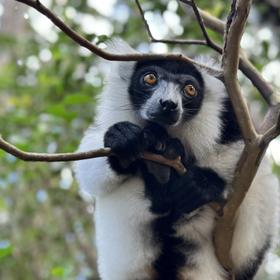 Лемур в парке Аналамазотра