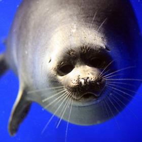 байкальская нерпа