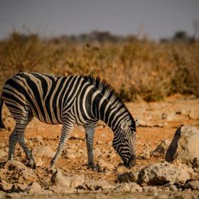 Национальный парк горных зебр