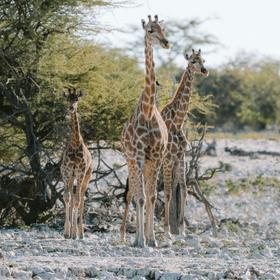 Национальный парк Этоша