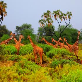 Жирафы в Кении