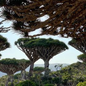 Драконовы деревья