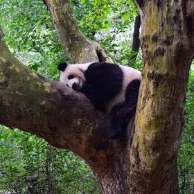 Панда в Китае