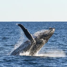 Киты на Маврикии