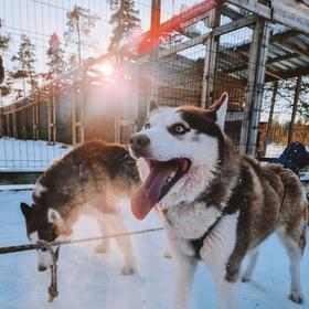 Хаски-парк в Мурманской области