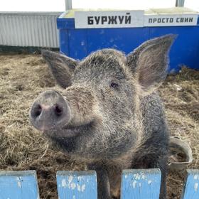 можайская экоферма