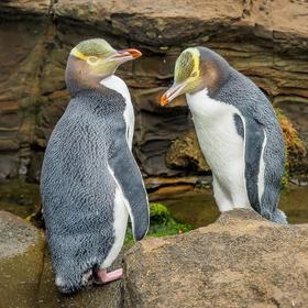 Желтоглазые пингвины