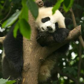 Панда