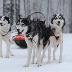 зимний тур в Карелию