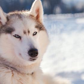 Тур по Кольскому полуострову