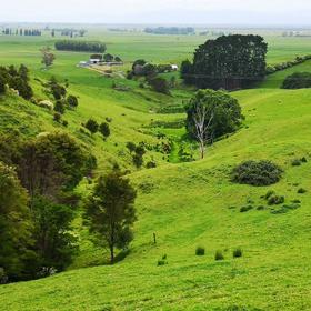 Сельский пейзаж в Новой Зеландии