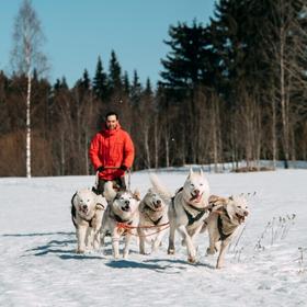 Поездка на собачьей упряжке