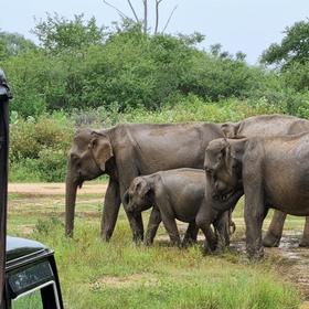 Слоны в Шри-Ланке