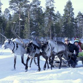 Катание на оленьей упряжке
