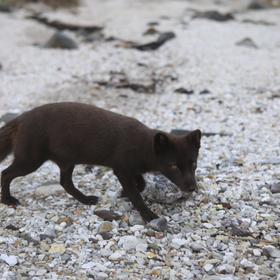 Животный мир Курильской гряды