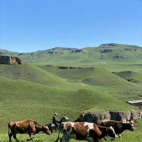 Местный пейзаж