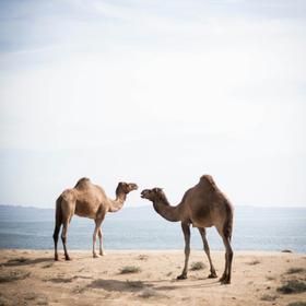 Верблюды в Туркменистане