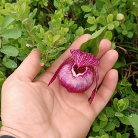 Поход по парку Налычево, Камчатка