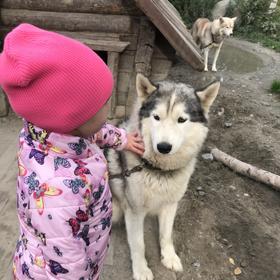 Питомник ездовых собак