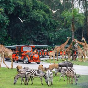 Chimelong Safari Park