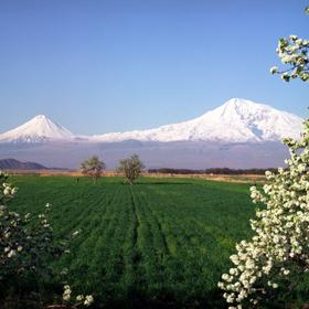 Арарат 