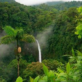 Джунгли Амазонки