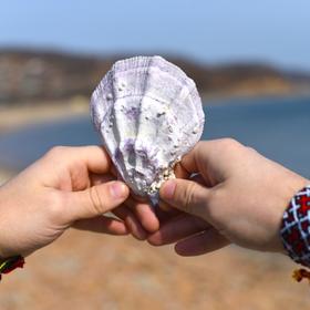 Морская раковина