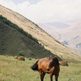 Конные прогулки