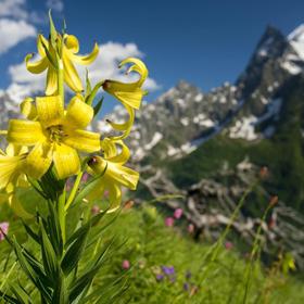 Природа Кавказа