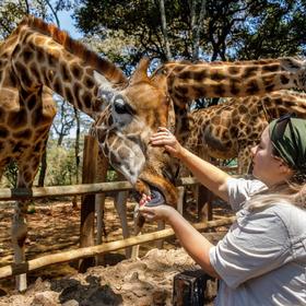 Центр Жирафов (Giraffe Centre) в Найроби