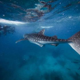 Снорклинг с китовыми акулами на Сумбаве, Индонезия