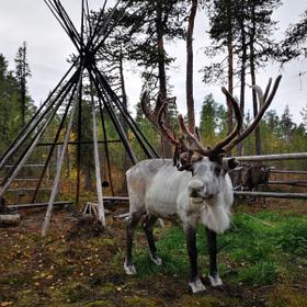 тур в деревню саамов