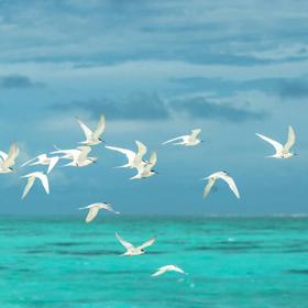 Индийский океан