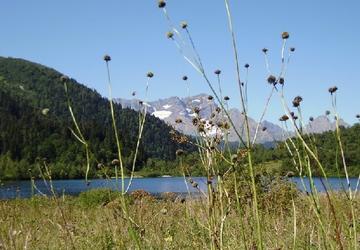 Местный пейзаж